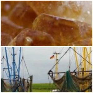 Cytrine Package Managed Online Survey for Seafood Factories: Organizational Risk Management - first payment. Product 1