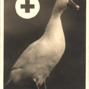 Organizational Risk Management Workshop for Healthcare Professionals - final payment